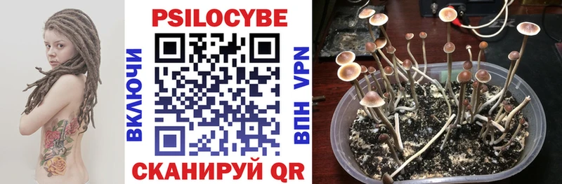 Псилоцибиновые грибы Psilocybine cubensis  Дигора 